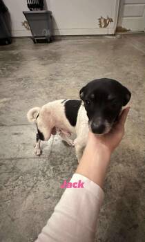 Rescue Jack Russell Terrier and Chihuahua Dogs for Adoption in Woodstock, Ontario - Jack | PetCurious