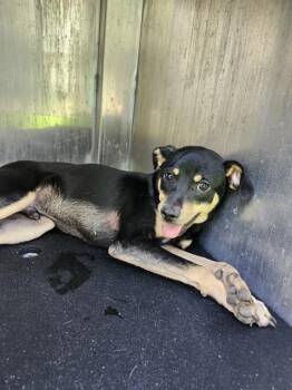 KINDER -  Terrier Dog for Adoption in San Antonio, Texas - KINDER | PetCurious