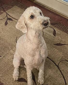 Harlee -  Standard Poodle Dog for Adoption in Franklin, Tennessee - Harlee | PetCurious
