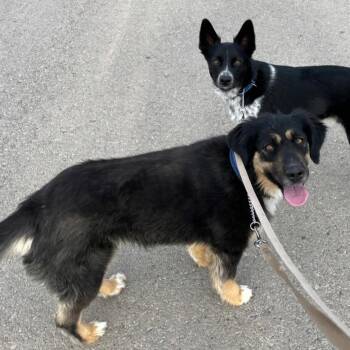 Cookie -  Australian Shepherd and Newfoundland Dog Dog for Adoption in Idaho Falls, Idaho - Cookie | PetCurious