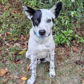 Rescue Hound and Australian Cattle Dog Blue Heeler Dogs for Adoption in Bonifay, Florida - Panda (Coming Soon) | PetCurious