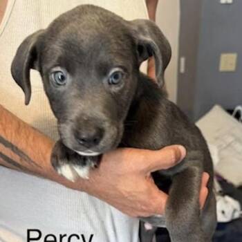 Percy (P Litter) -  Poodle and Mixed Breed Dog for Adoption - Percy (P Litter) | PetCurious