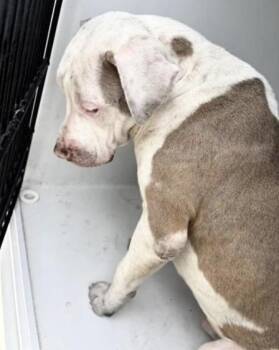 Pit Bull Terrier and Mixed Breed Dogs Available for Adoption - A651378 | PetCurious