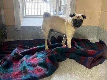 LONGLEGS -  Pug Dog for Adoption in Tustin, California - LONGLEGS | PetCurious