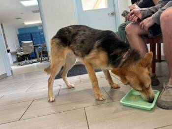 Remi - 2 -  German Shepherd Dog and Australian Shepherd Dog for Adoption in Daytona Beach, Florida - Remi - 2 | PetCurious