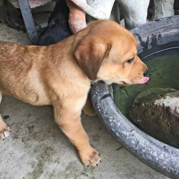 Shepherd and Beagle Dogs Available for Adoption - Layla | PetCurious