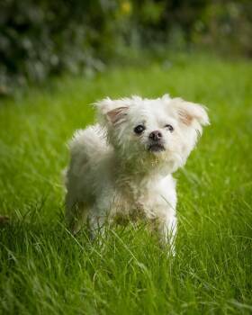 WALL-E (0123) -  Maltese Dog for Adoption in Bridgeport, Connecticut - WALL-E (0123) | PetCurious