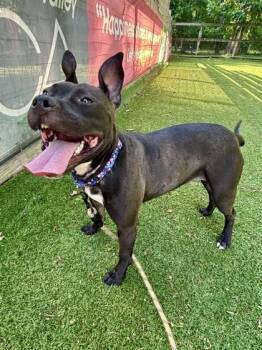 Brandy -  Mixed Breed Dog for Adoption in West Chester, Pennsylvania - Brandy | PetCurious