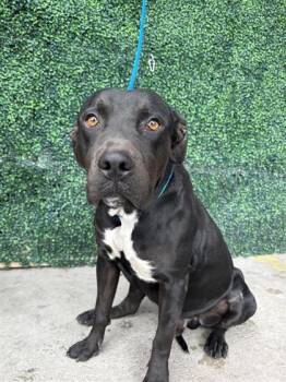 Rescue Pit Bull Terrier and Mixed Breed Dogs for Adoption in El Paso, Texas - 59815441 | PetCurious