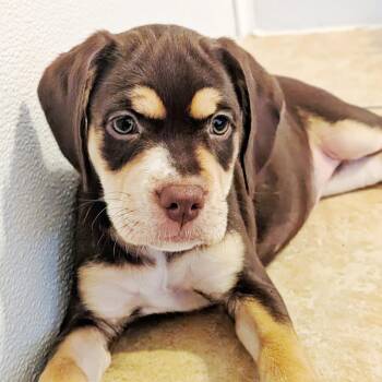 Hazel -  Cocker Spaniel and Chocolate Labrador Retriever Dog for Adoption in Eustis, Florida - Hazel | PetCurious