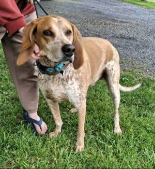 Coonhound Dogs Available for Adoption in Westminster, Maryland - Bootleg | PetCurious