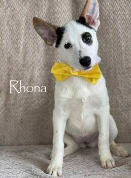 Australian Shepherd and Australian Kelpie Dogs Available for Adoption in Sioux City, Iowa - Rhona | PetCurious