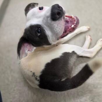 Oil City -  Pit Bull Terrier and Mixed Breed Dog for Adoption in Chatham, Virginia - Oil City | PetCurious