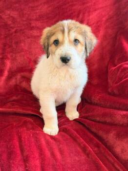 Great Pyrenees and Shepherd Dogs Available for Adoption - Fin | PetCurious