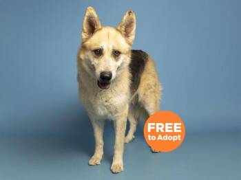 German Shepherd Dog Dogs Available for Adoption in Phoenix, Arizona - HARO | PetCurious