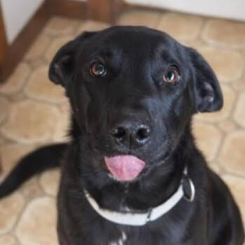 Black Labrador Retriever Dogs Available for Adoption - Kirby | PetCurious
