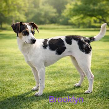 Parson Russell Terrier Dogs Available for Adoption - Brooklyn | PetCurious