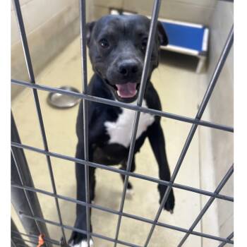 Stormie -  Pit Bull Terrier and Black Labrador Retriever Dog for Adoption in Clarksville, Virginia - Stormie | PetCurious