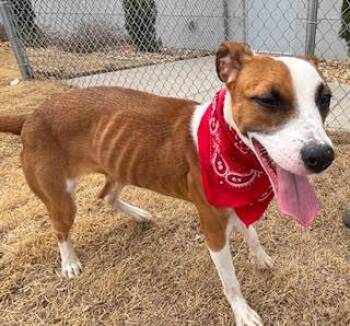 Hound Dogs Available for Adoption - Melina (Lina) | PetCurious