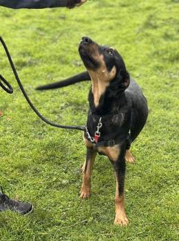 Rottweiler Dogs Available for Adoption - Mochi | PetCurious