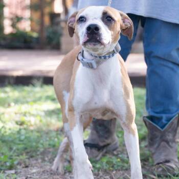 Rescue Boxer Dogs for Adoption in Williston, Vermont - Lola | PetCurious
