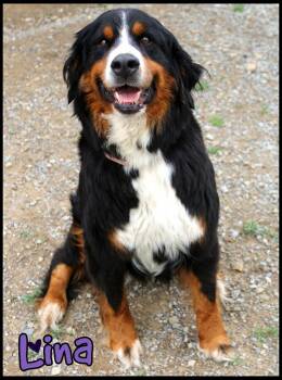 Bernese Mountain Dog Dogs Available for Adoption in Shippenville, Pennsylvania - Lina | PetCurious