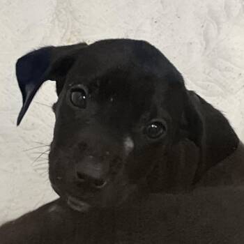 Pearl -  Black Labrador Retriever and Mixed Breed Dog for Adoption in West Palm Beach, Florida - Pearl | PetCurious