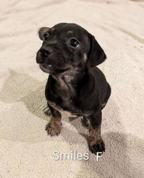 Chihuahua Dogs Available for Adoption in Lakeland, Florida - Smiles - Colette Puppy | PetCurious