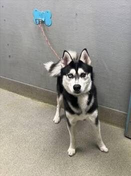 Husky Dogs Available for Adoption - LUCA | PetCurious