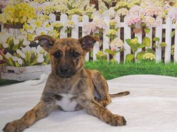 German Shepherd Dog and Mixed Breed Dogs Available for Adoption in Oroville, California - RYE | PetCurious