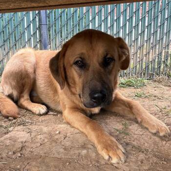 PennyLu -  Great Pyrenees and Anatolian Shepherd Dog for Adoption in Johnson City, Tennessee - PennyLu | PetCurious