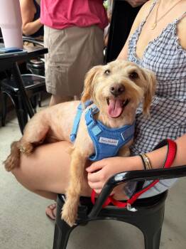 Peanut -  Mixed Breed Dog for Adoption in Sharpsburg, Georgia - Peanut | PetCurious