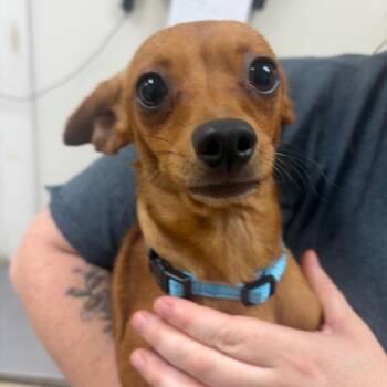 Rawhide -  Mixed Breed Dog for Adoption in Pekin, Illinois - Rawhide | PetCurious