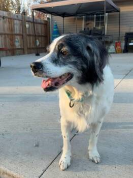 Flo -  English Springer Spaniel and Cocker Spaniel Dog for Adoption in Eastpointe, Michigan - Flo | PetCurious