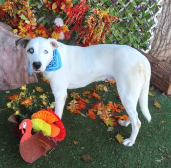 Rescue Labrador Retriever Dogs for Adoption in Oklahoma City, Oklahoma - Elmer 464473 BlueEyesThe NicestTheCutest! | PetCurious