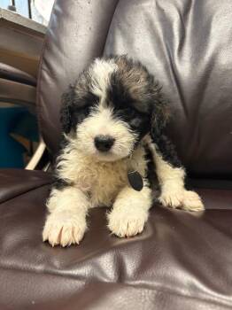 Starlight -  Terrier and Poodle Dog for Adoption in Carson City, Nevada - Starlight | PetCurious