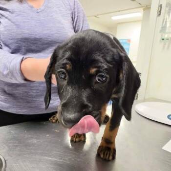 Mixed Breed Dogs Available for Adoption in Fredericksburg, Virginia - Belushi | PetCurious