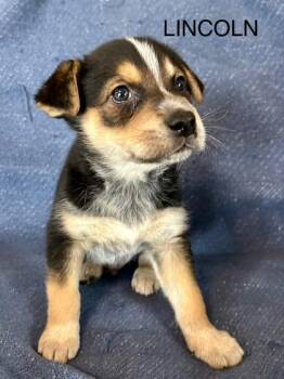 Labrador Retriever and Mixed Breed Dogs Available for Adoption - Lincoln | PetCurious