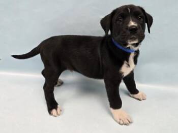 Iguana -  Labrador Retriever and Mixed Breed Dog for Adoption in Minneapolis, Minnesota - Iguana | PetCurious