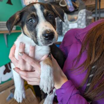 Galileo -  Mixed Breed Dog for Adoption in Lenexa, Kansas - Galileo | PetCurious