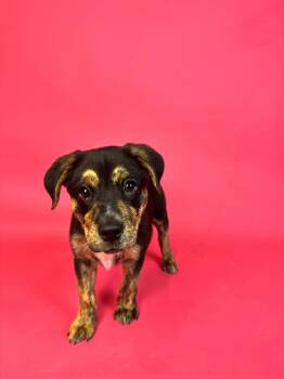 Butterfree -  Golden Retriever and Rottweiler Dog for Adoption in Alvin, Texas - Butterfree | PetCurious