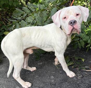 Yeti -  Boxer Dog for Adoption in Mckeesport, Pennsylvania - Yeti | PetCurious