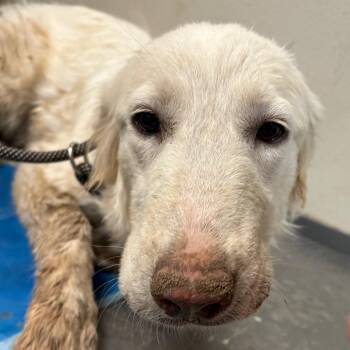 Megan -  Great Pyrenees Dog for Adoption in Yuma, Arizona - Megan | PetCurious