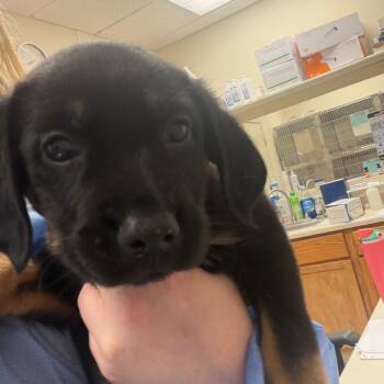 Valu Check -  Labrador Retriever Dog for Adoption in Pekin, Illinois - Valu Check | PetCurious