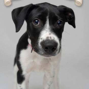 Lorelei -  Jack Russell Terrier and Cattle Dog Dog for Adoption - Lorelei | PetCurious