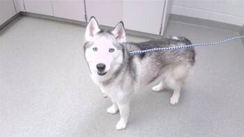 CIDER -  Husky and Mixed Breed Dog for Adoption in Omaha, Nebraska - CIDER | PetCurious