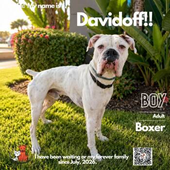 Davidoff (Winston) -  Boxer Dog for Adoption in Westminster, California - Davidoff (Winston) | PetCurious
