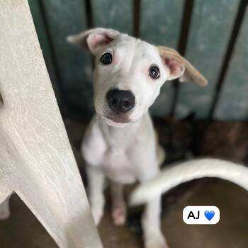 Rescue Mixed Breed Dogs for Adoption in Vaughan, Ontario - AJ | PetCurious