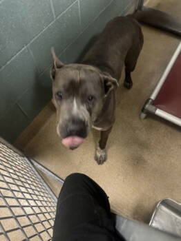 Rescue Pit Bull Terrier Dogs for Adoption in Oakland, California - Trolley | PetCurious