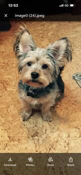 Yorkshire Terrier Dogs Available for Adoption in St. Louis, Missouri - Winston  | PetCurious